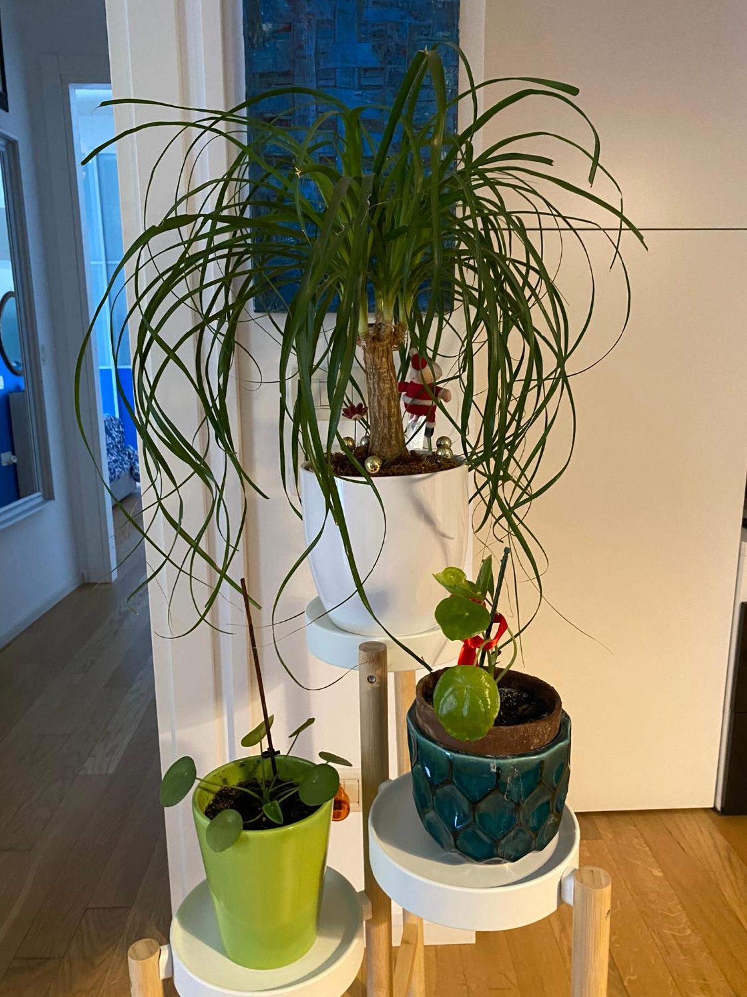 La Casa Del Giglio Apartamento *